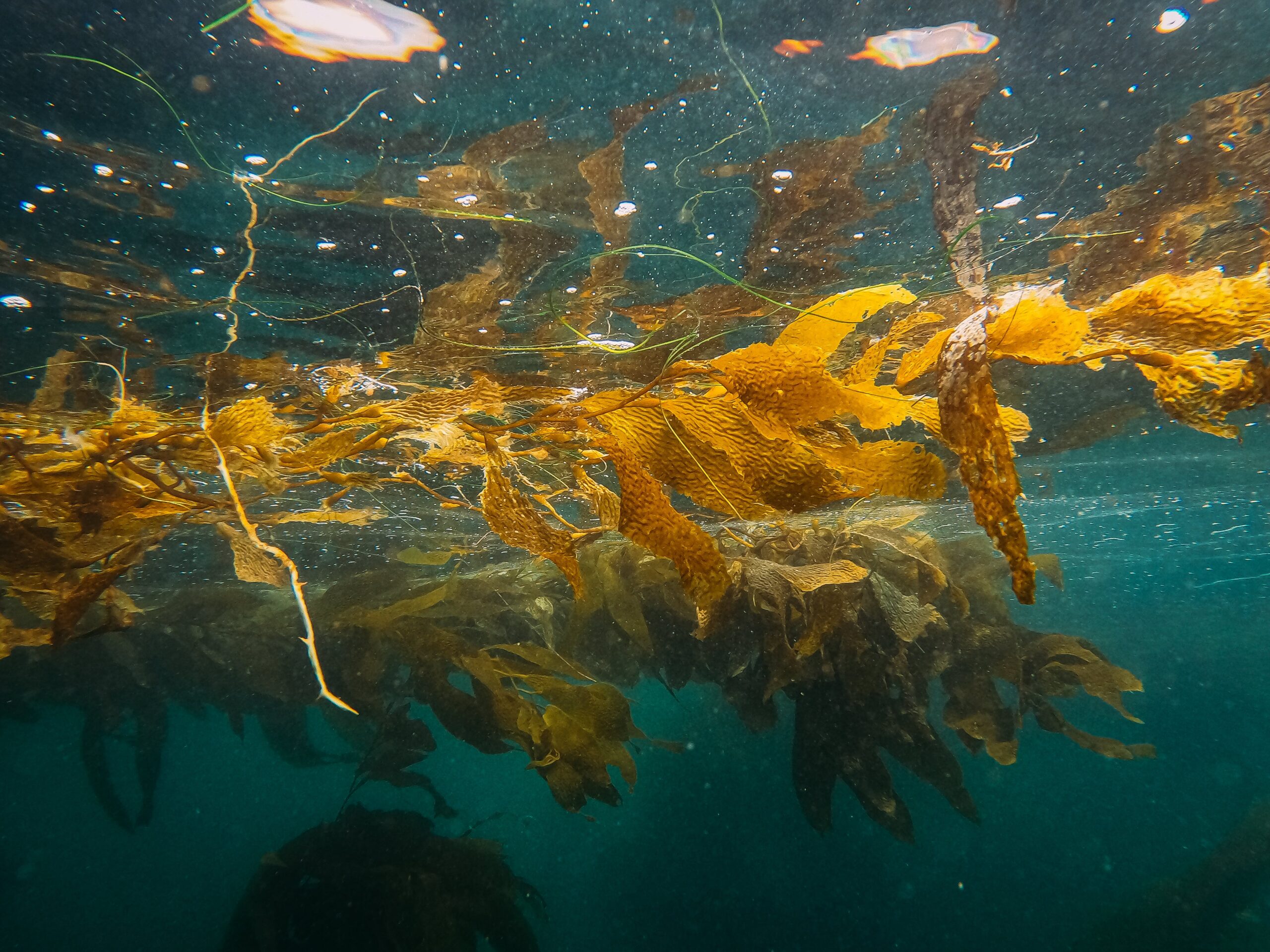 Cooking With Seaweed: Nutrient-Packed Sea Greens